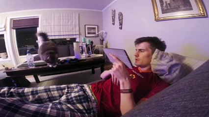 Кот не дает играть в видеоигры в одиночестве