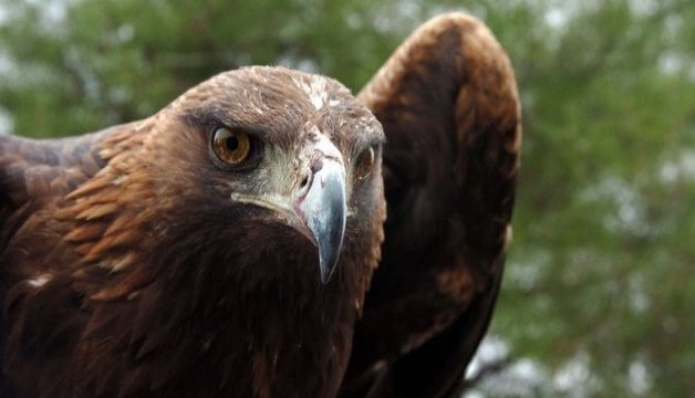 BBC | Vahşi Doğa: İşaretler ve Sesler - Yalniz Yaşayan Türler