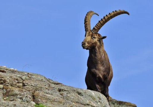 BBC | Vahşi Doğa: İz Sürücüler - Hızlı Türler