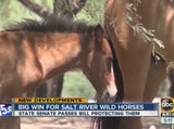 Arizona Senate approves bill protecting wild horses