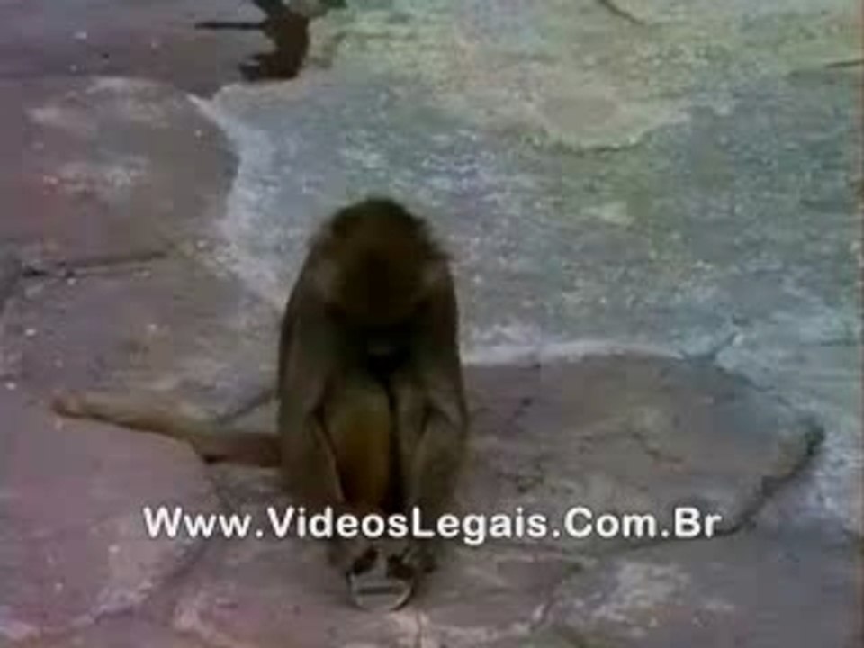 le singe  et le miroir