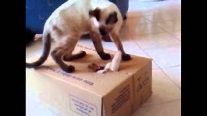 Funny Cats Compilation 2016 - Best Funny Cat Videos Ever || Funny Vines