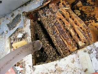 How to remove bees from concrete wall?