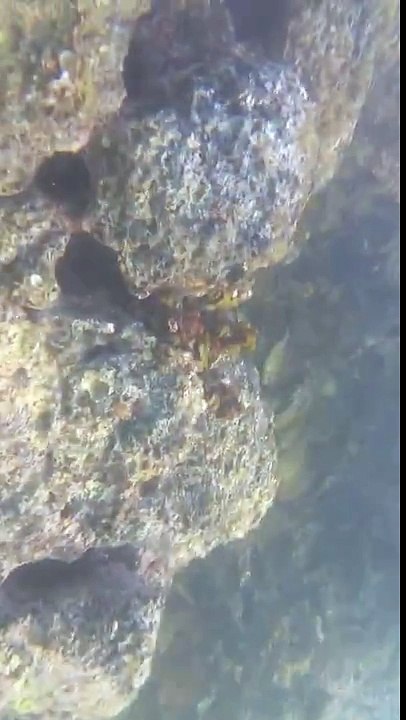 under the sea