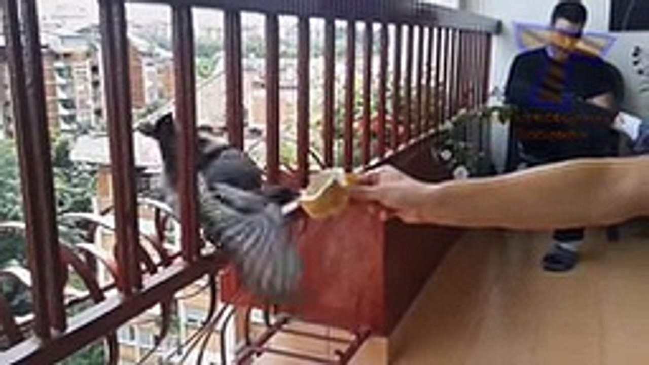 Funny and cute  animals compilation