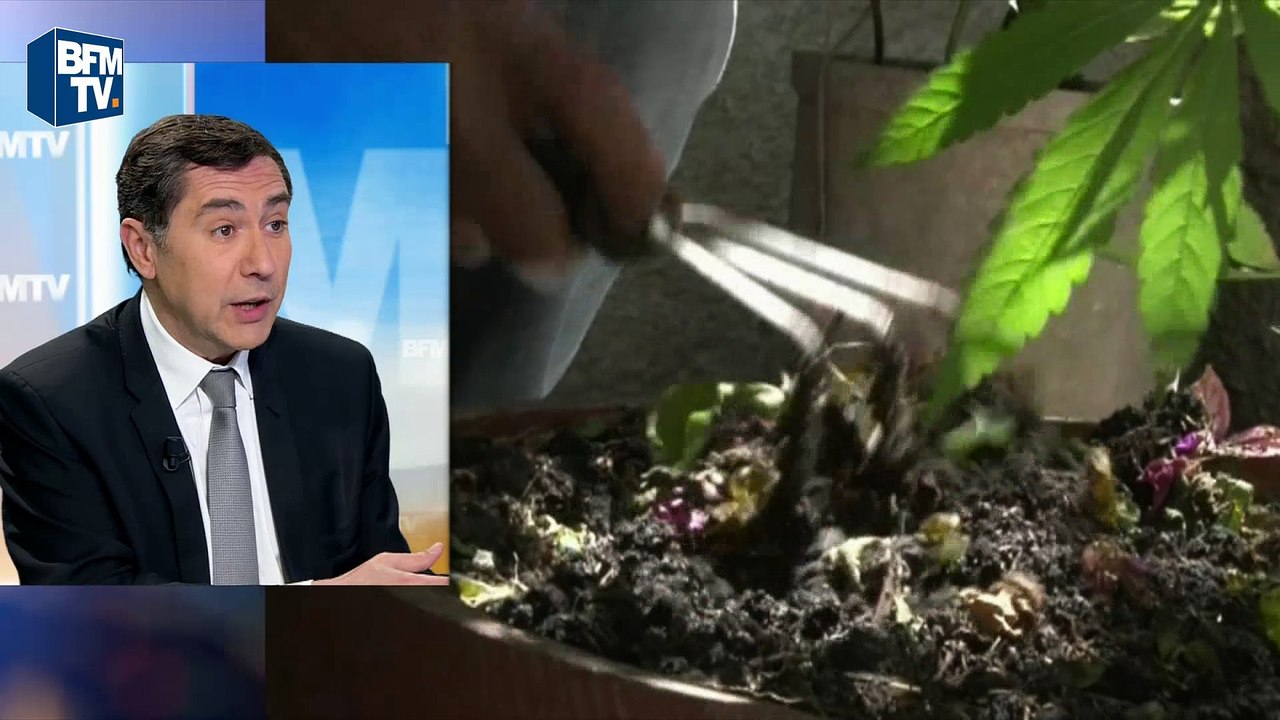Dépénalisation du cannabis: Neumann parie sur "une promesse de référendum" de Hollande
