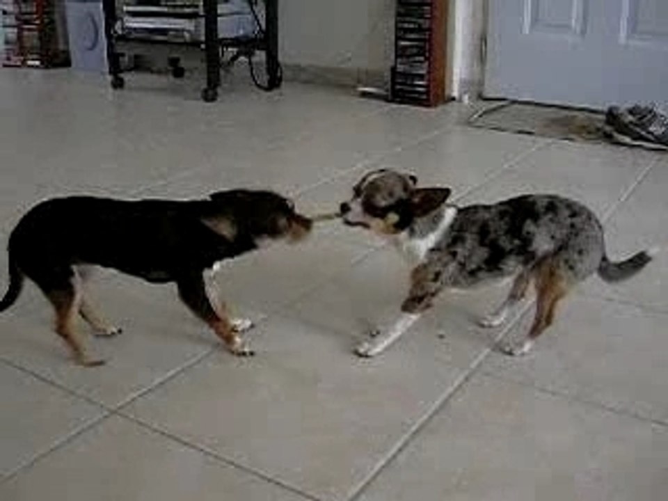 bazoo et bubba bataille baton