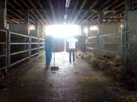 Dressage de cheval de trait pour attelage