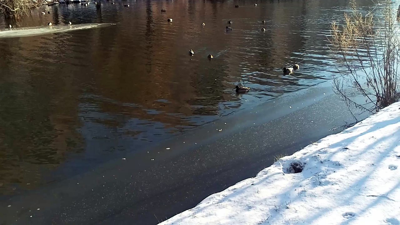 frozen