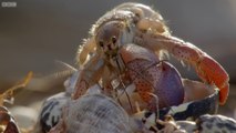 5 crabes échangent de coquilles en même temps !
