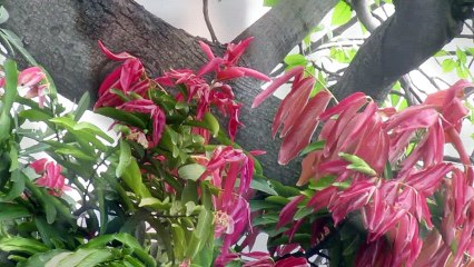 Asad Sheikh-From:Be Mine Studio Production