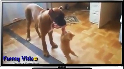 Funny Cats Fail- Funny Cat Videos 2016 - Funny Pets, Funny Animals