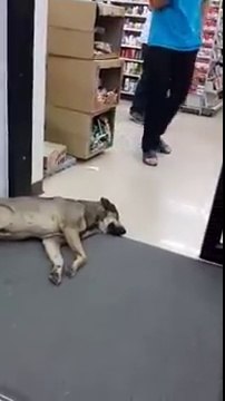 Rien ne pourra réveiller ce chien... même pas une porte qui se referme sur lui