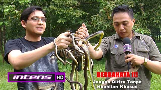 Pasca Irma Meninggal, Lucky Hakim Lepas Puluhan Ularnya - Intens 12 April 2016