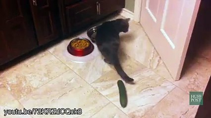 Cats v.s cucumbers