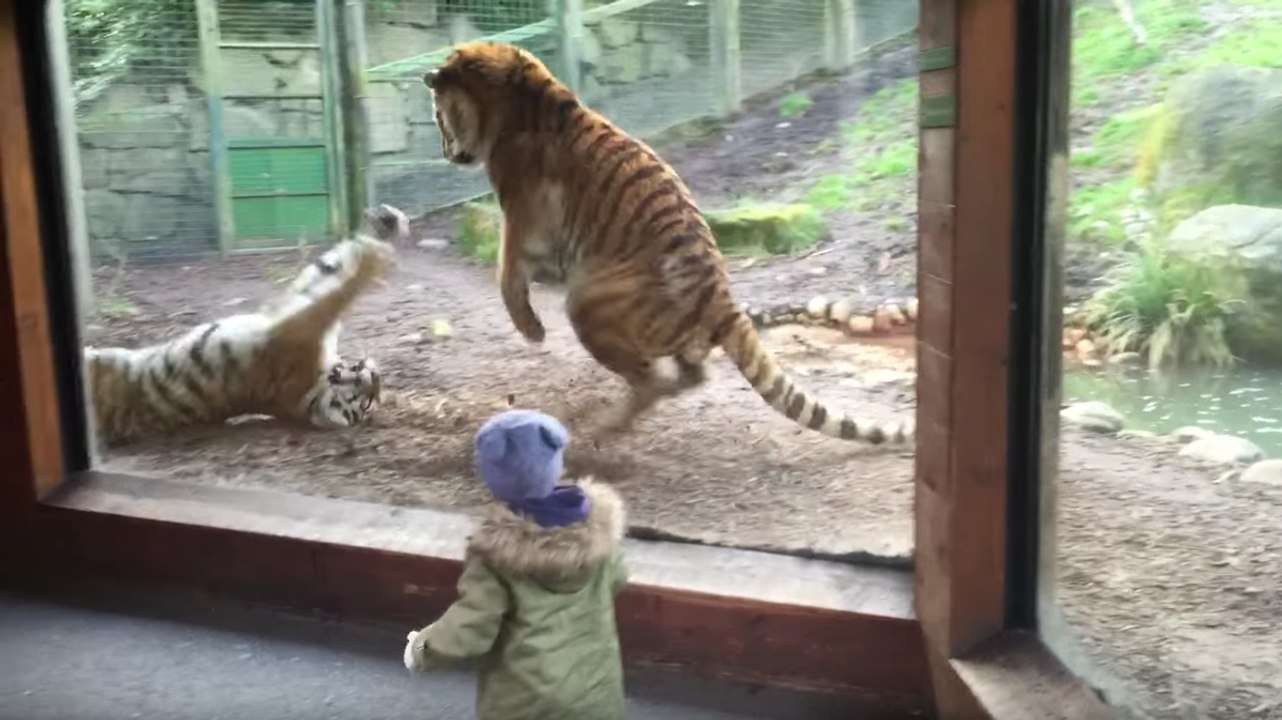 Ne tentez jamais de réveiller un tigre pendant sa sieste !