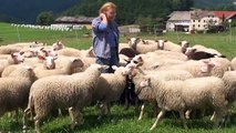 Jungschafe auf der Weide Schafzucht-Biokäsere Ortner Gutau