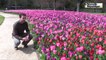 VIDEO (41) Près de 140.000 tulipes plantées au château de Cheverny
