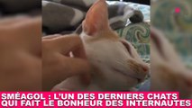 Sméagol : l'un des derniers chats qui fait le bonheur des internautes ! Tout de suite dans la minute chat #186