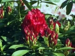 HAKAN ÖZ GELİN OLMUŞ GİDİYOSUN YENİ 2014