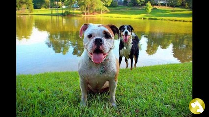 Английский бульдог: аристократ до кончиков когтей