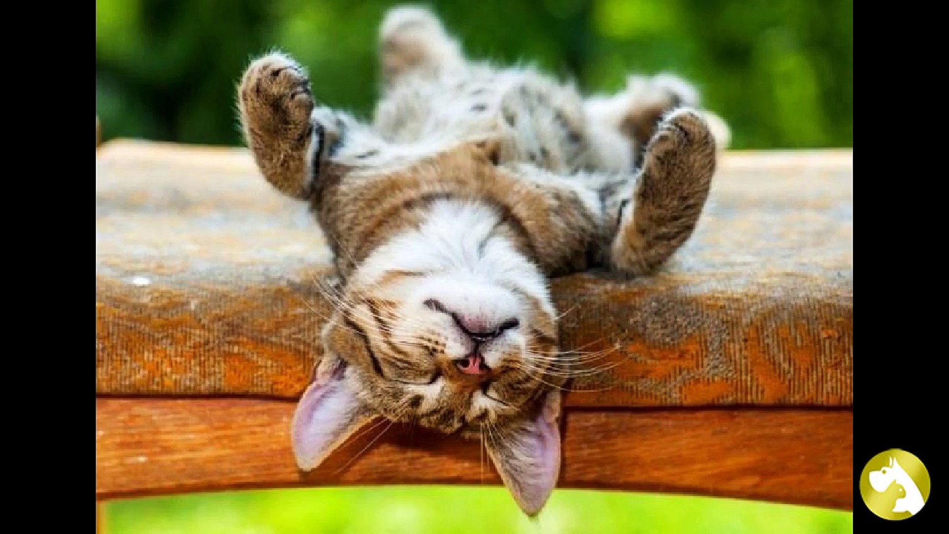 ⁣Стрижки для котов