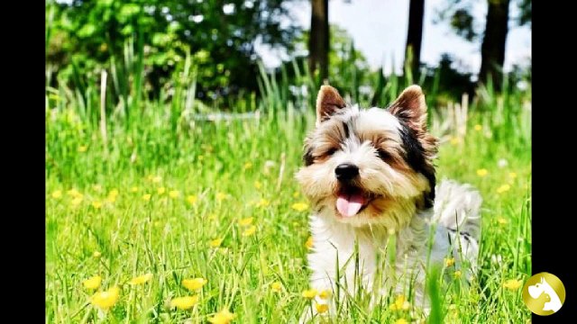 Самые дорогие породы собак в мире