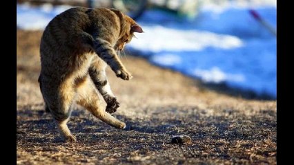 Пикси-боб: кошачий эльф