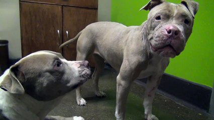 Lorsque ces deux pitbulls se rencontrent, ils vont avoir une réaction adorable !