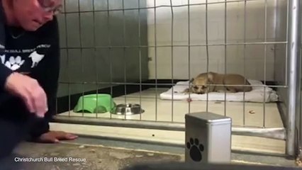 Neglected Dog happily gets up for little boy at animal rescue