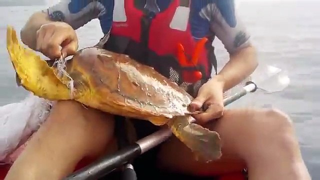 Sea kayakers rescue turtle in distress