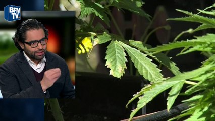 Cannabis: "La responsabilité n'est pas la prohibition", estime l'addictologue