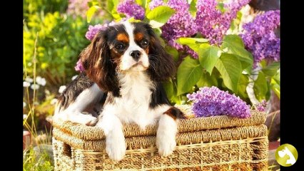 Самые красивые собаки в мире-  парад достоинства