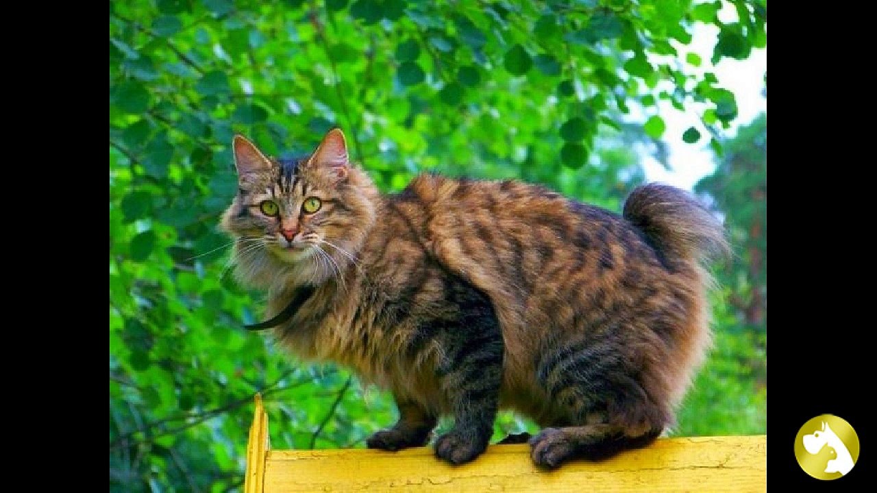 Породы больших кошек: домашние гиганты
