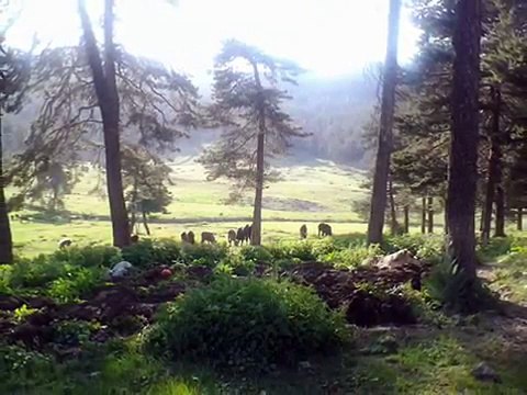 BEDİRHAN GÖKÇE KİM GÜN GÜNEŞ OLUR