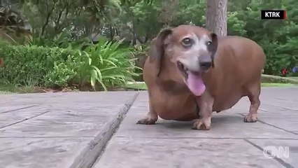 Obese rescue dog ‘Fat Vincent’ makes stunning transformation in quest for new owner