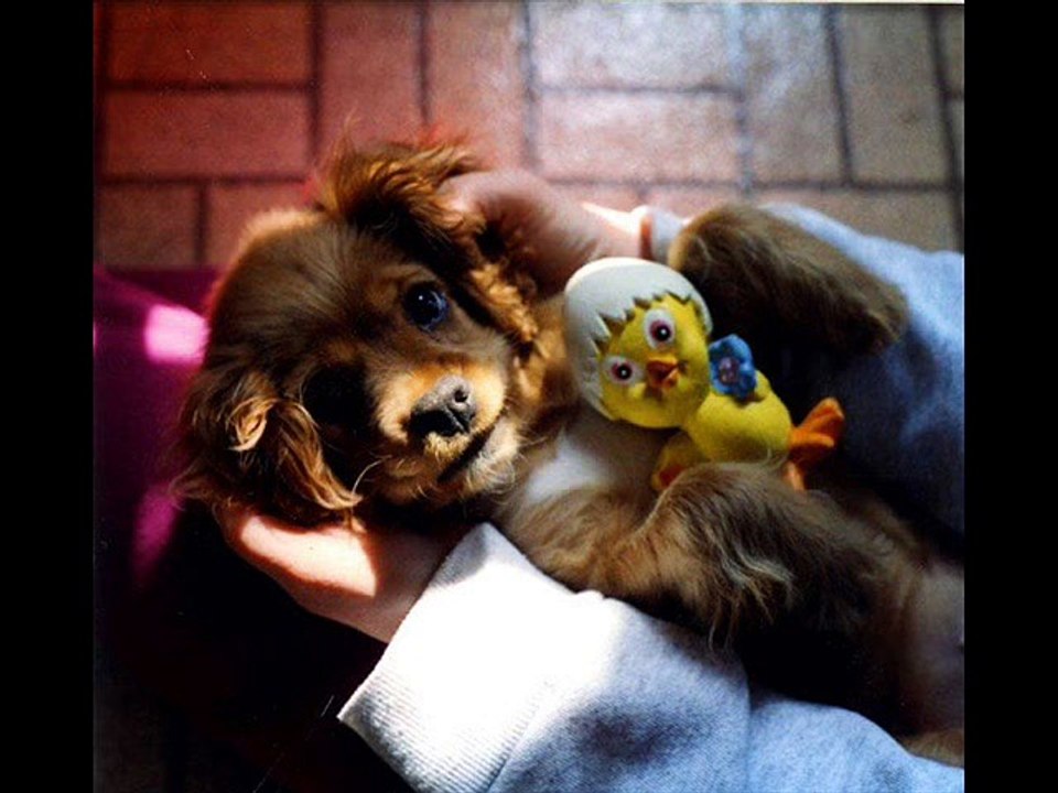 vERY fUNNY dOGS 2