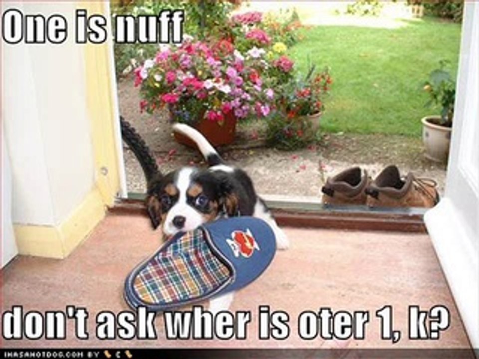 vERY fUNNY dOGS 3