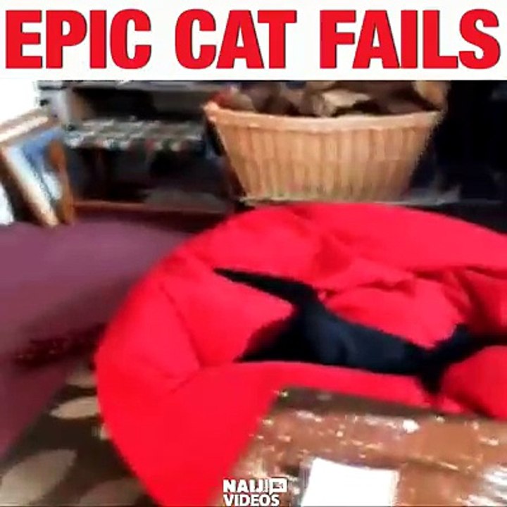 Fuuny Cats,Playing