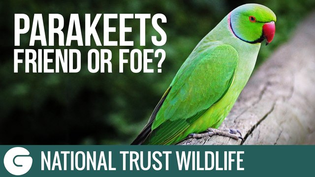 National Trust Wildlife: Parakeets