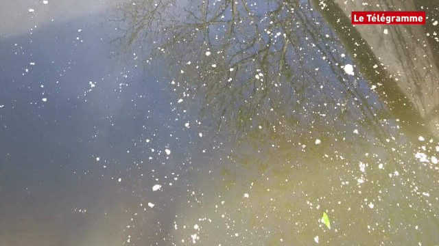 Quimper. Des centaines de kilos de beurre dans l'Odet