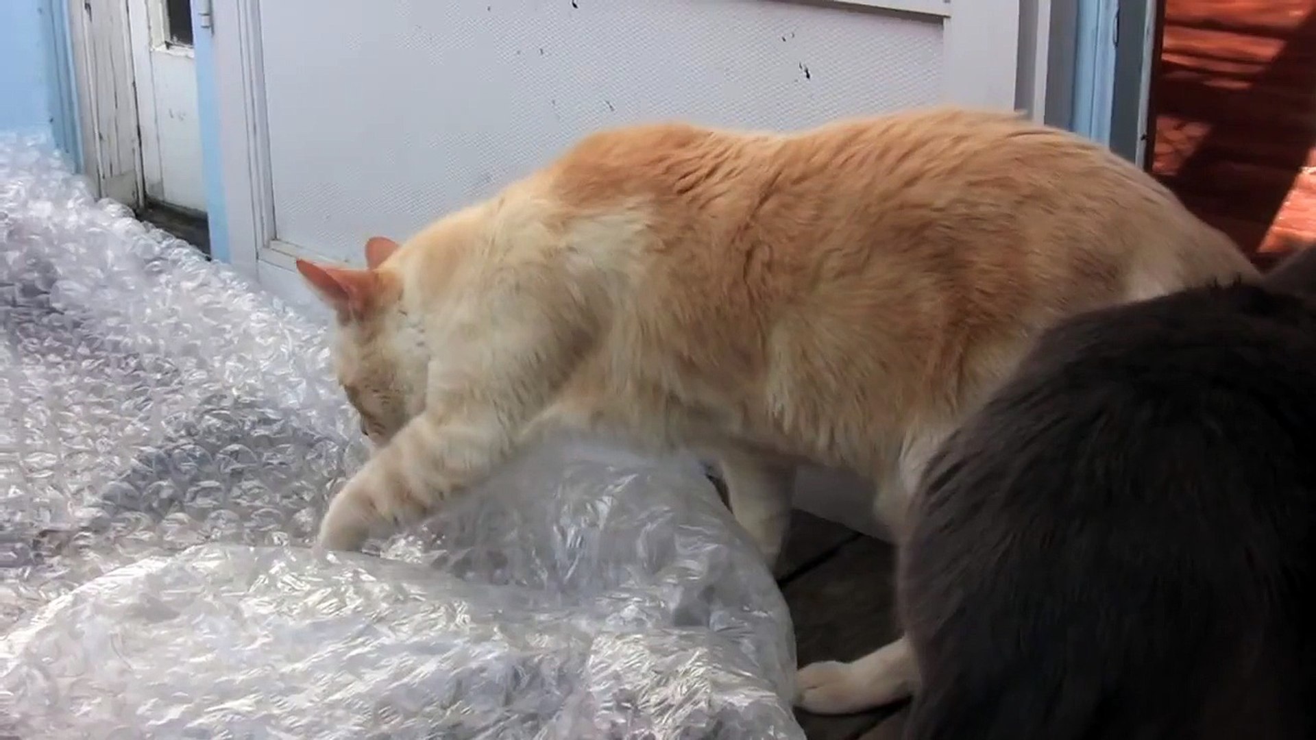 Chats Vs Papier Bulle Qui Vaincra Video Dailymotion