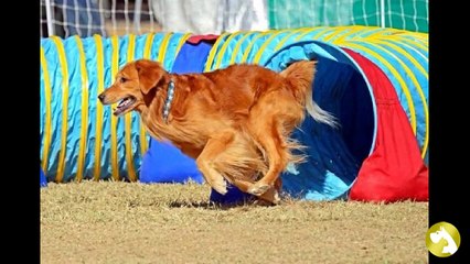 Аджилити: лучшая игра для животных