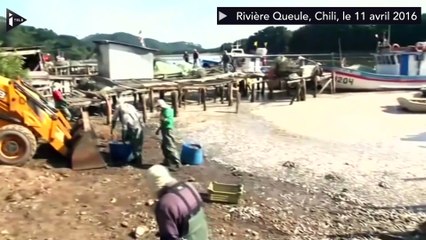 Chili : des milliers de sardines mortes ont été découvertes le long d'une rivière