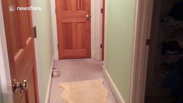 Adorable dog waits for owner to take a shower with shower curtain on its head