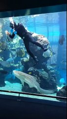 Carinhos de tubarão