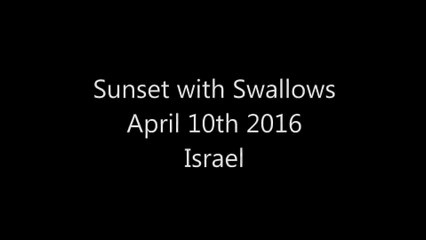 Sunset, sunspot and Swallows