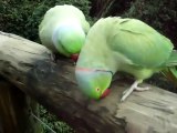 talking parrots talking very funny