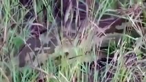 Giant Python hides in cars bonnet