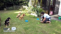Dog Training Tips- DogTraining Philosophy